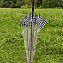 L042-4252 Женский прозрачный зонт трость «Гусиная лапка», механика, Birdcage, Fulton